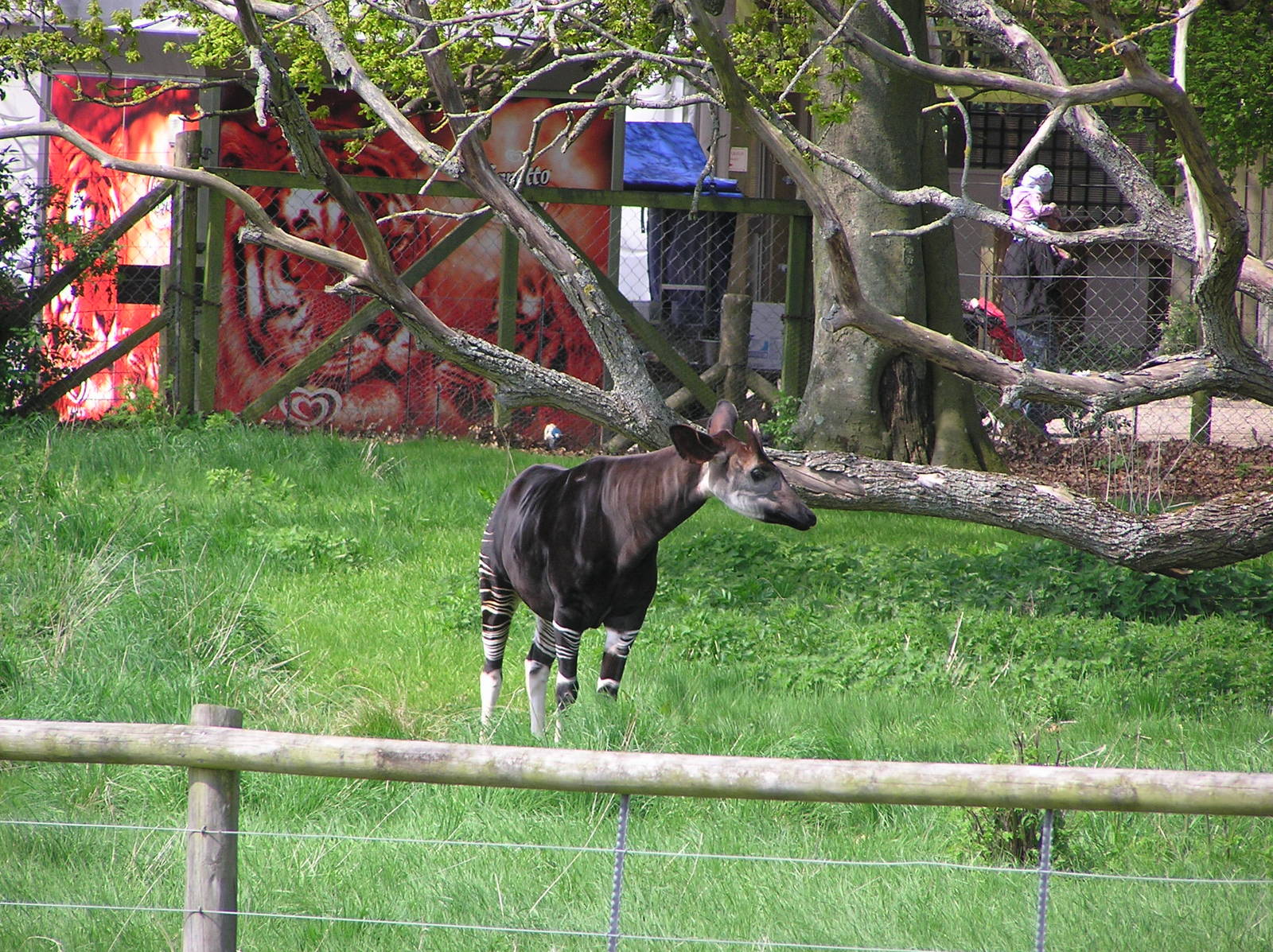 Okapi