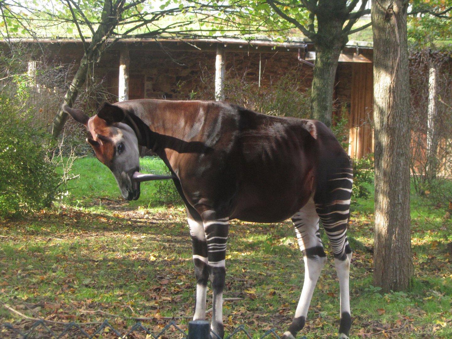 Okapi