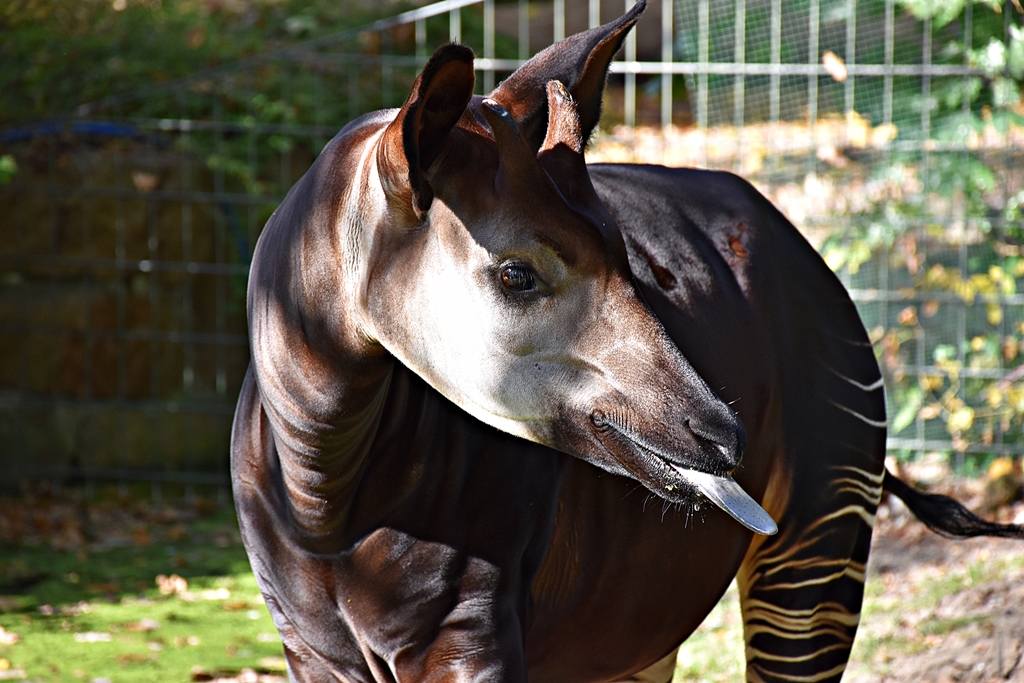 Okapi