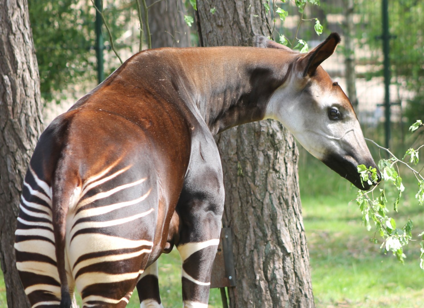 Okapi