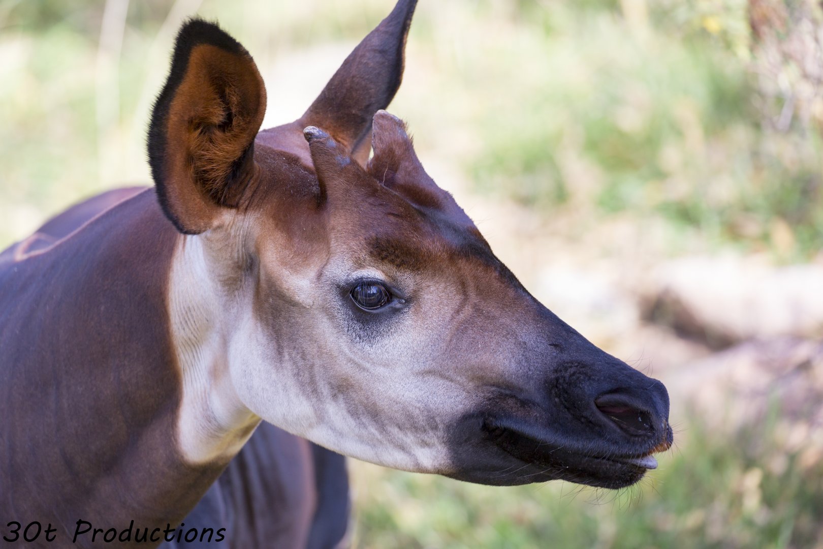 Okapi