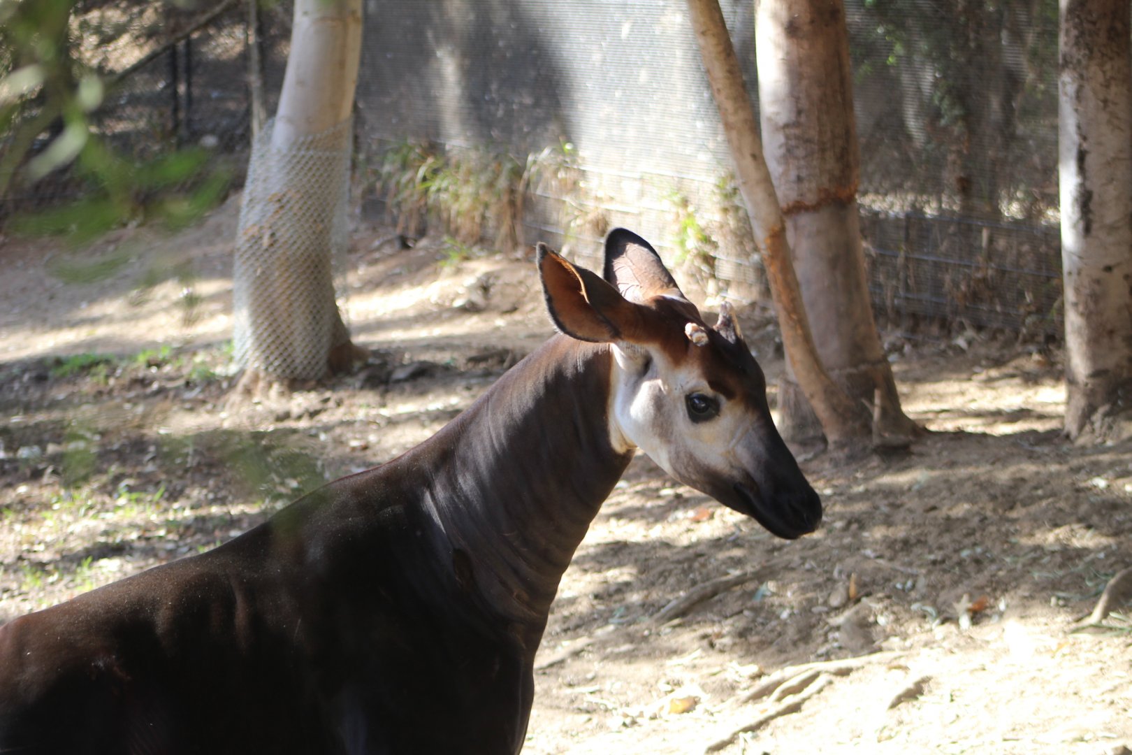 Okapi