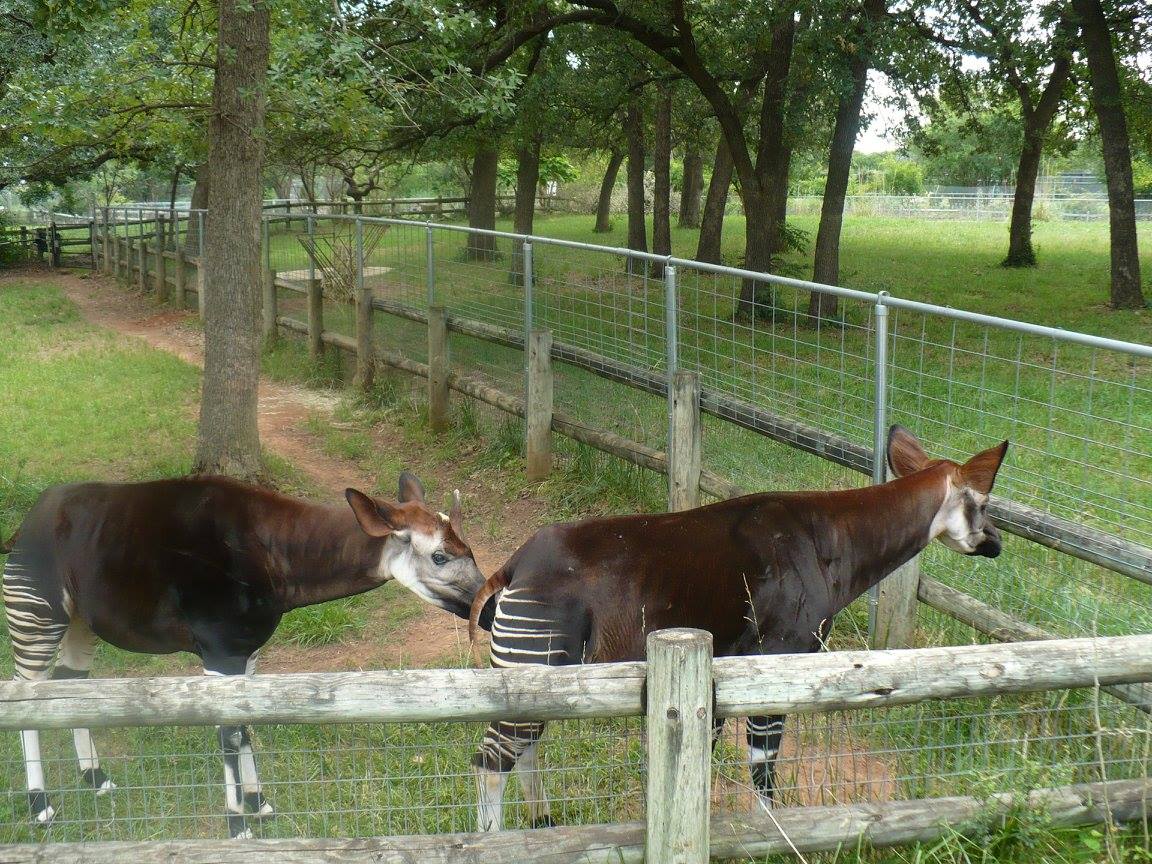 Okapi