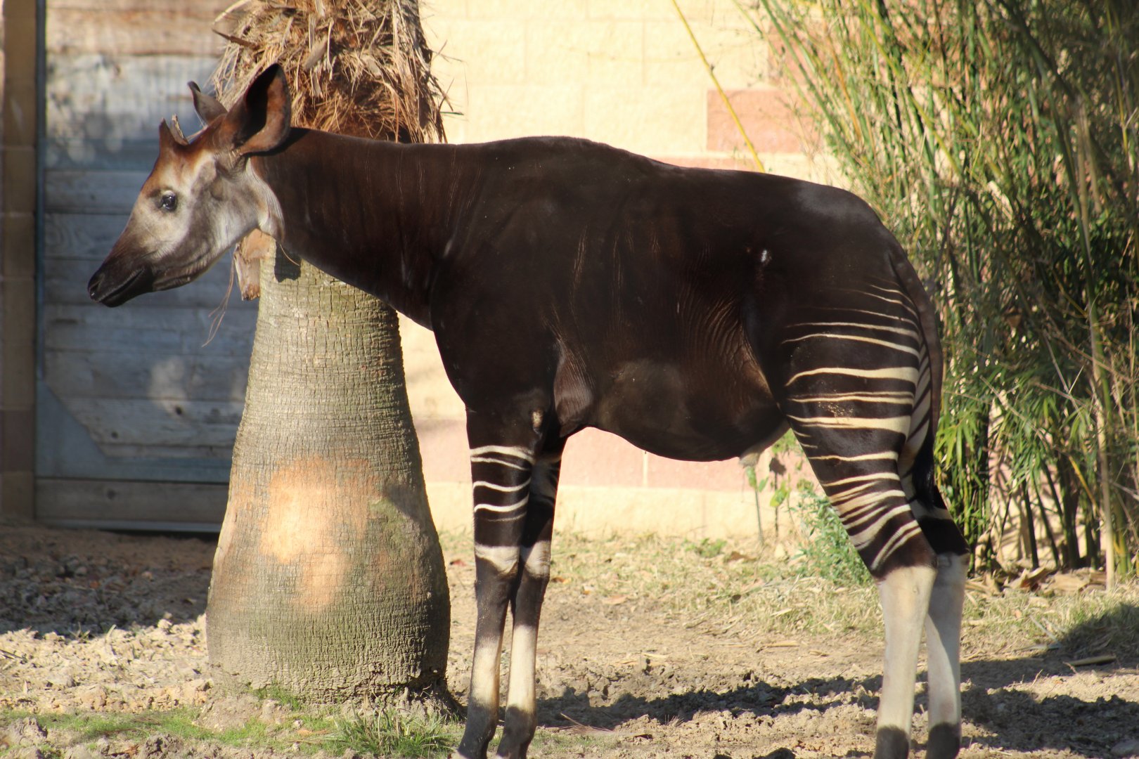 Okapi