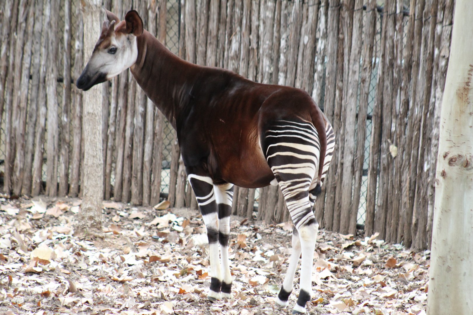 Okapi