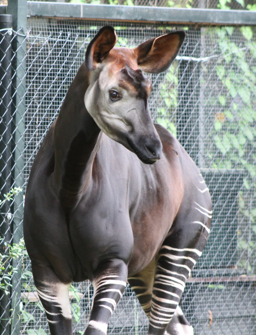 Okapi