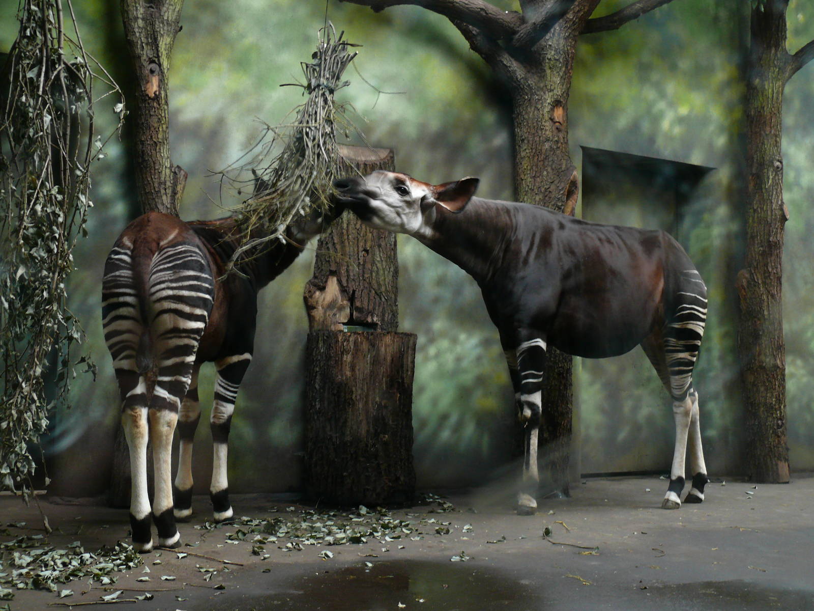okapi