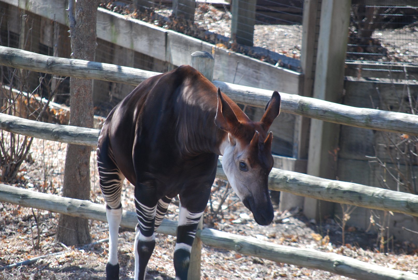 Okapi