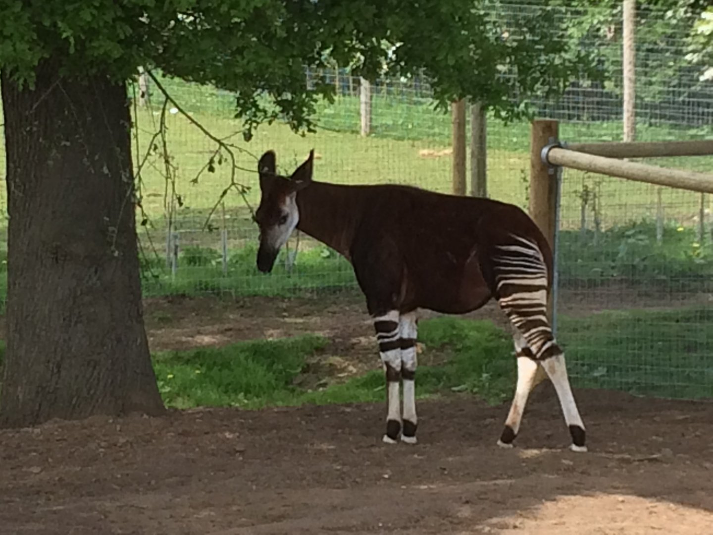 Okapi