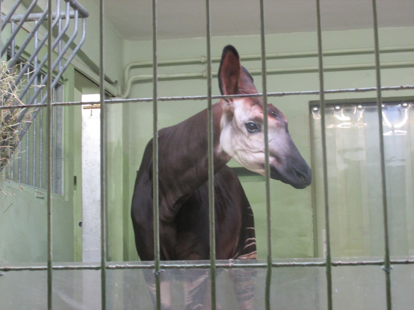okapi
