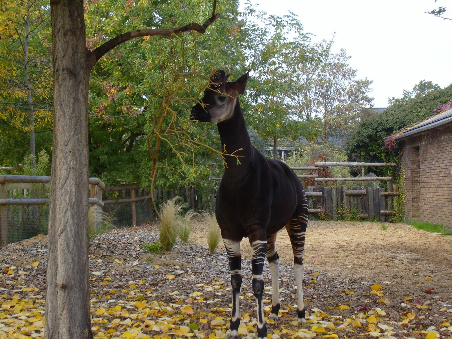 Okapi