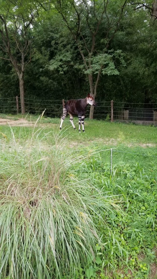 Okapi