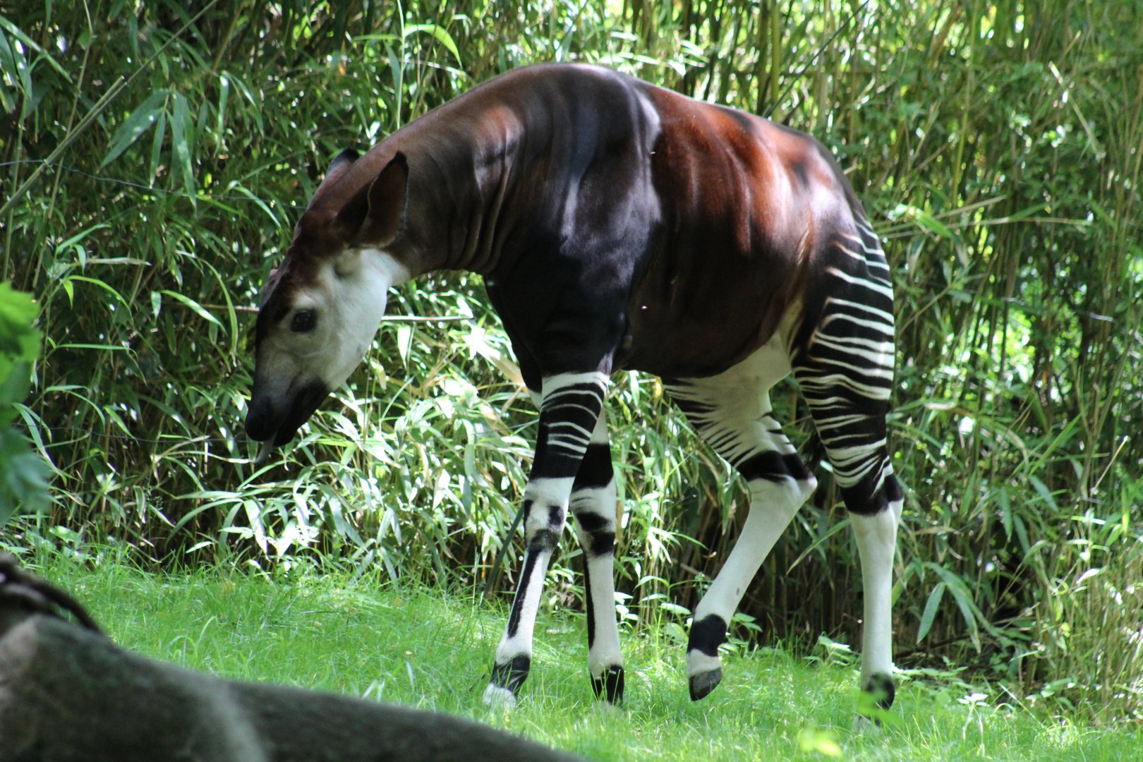 Okapi