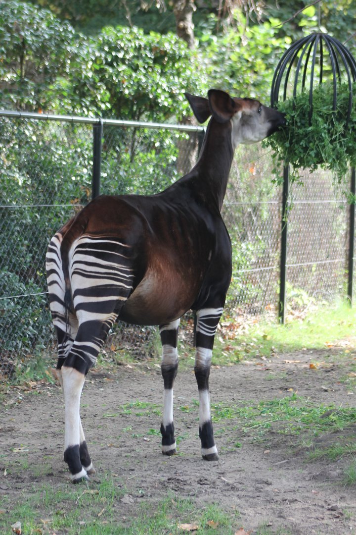 Okapi