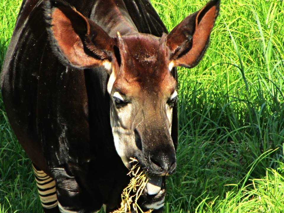 Okapi