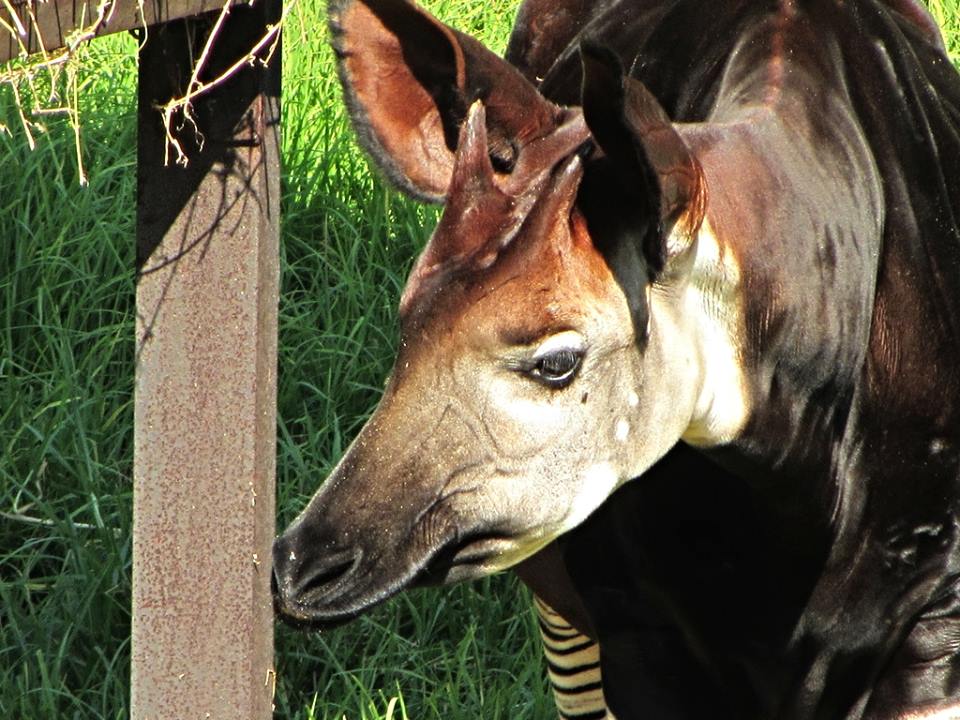 Okapi
