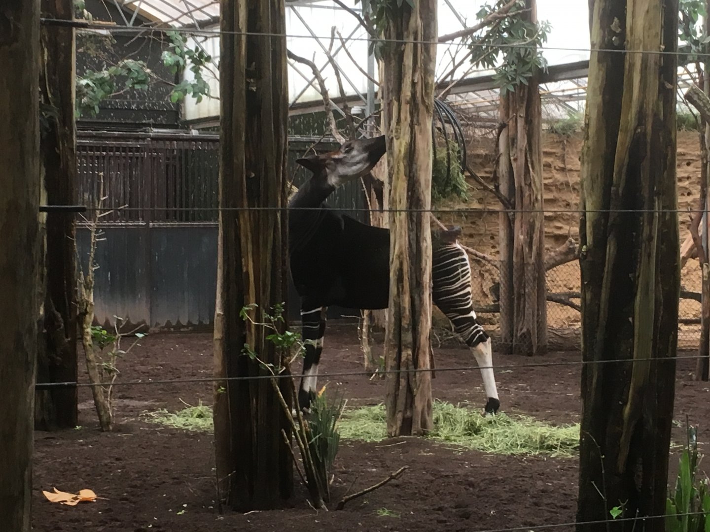 Okapi
