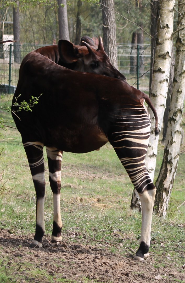 Okapi