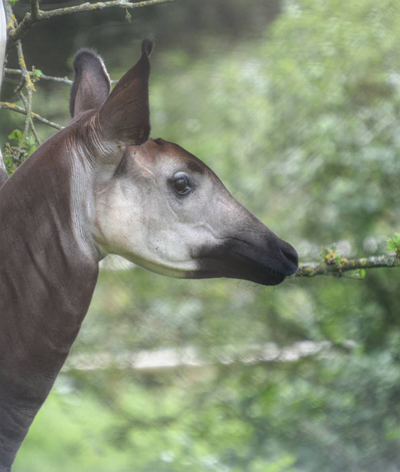 Okapi
