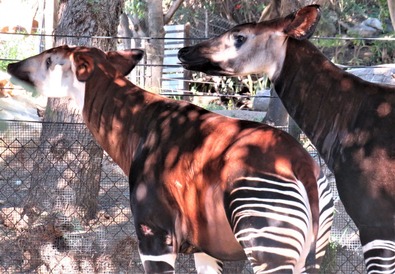 Okapi