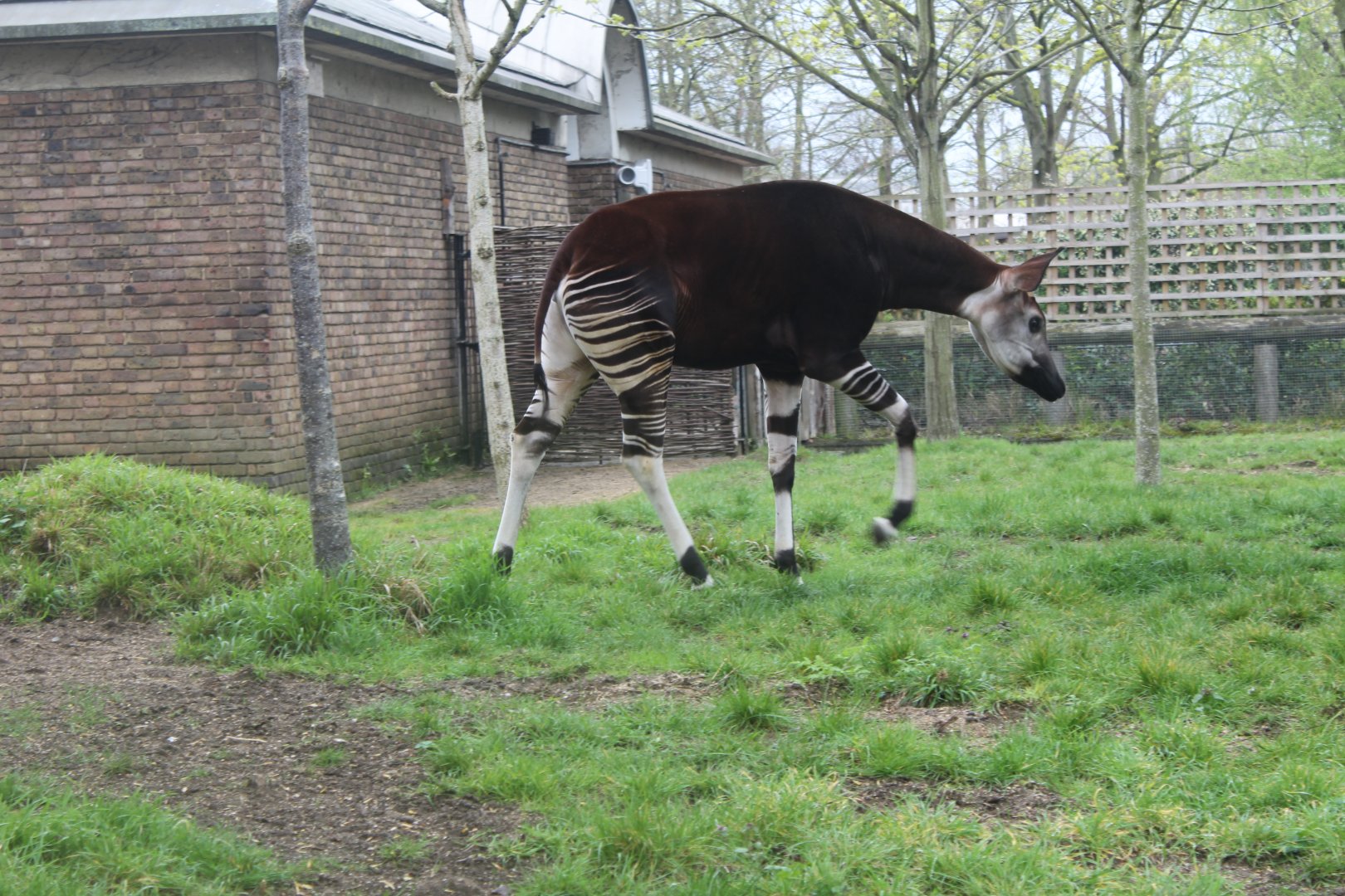 Okapi