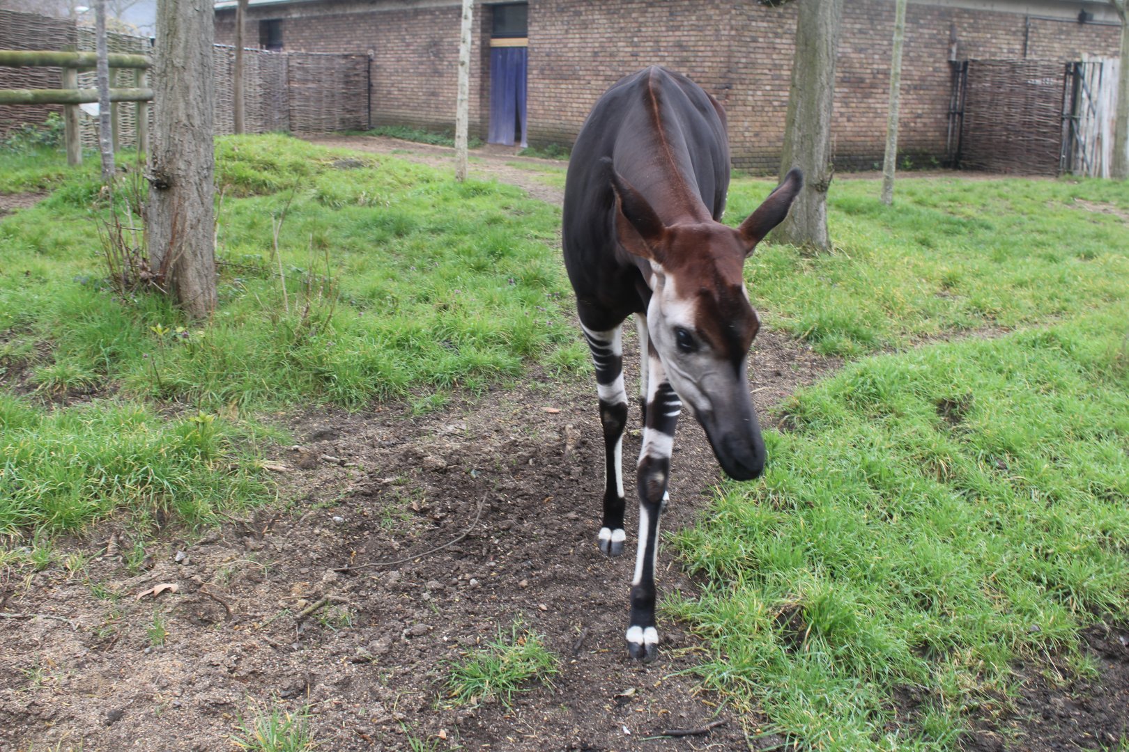 Okapi