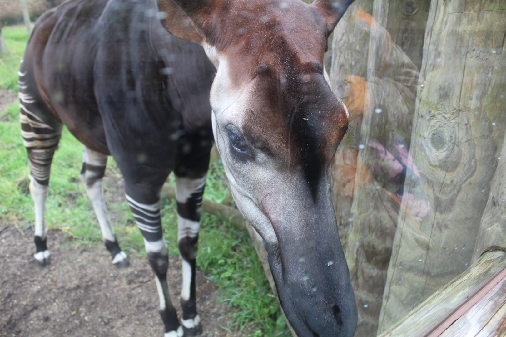 Okapi