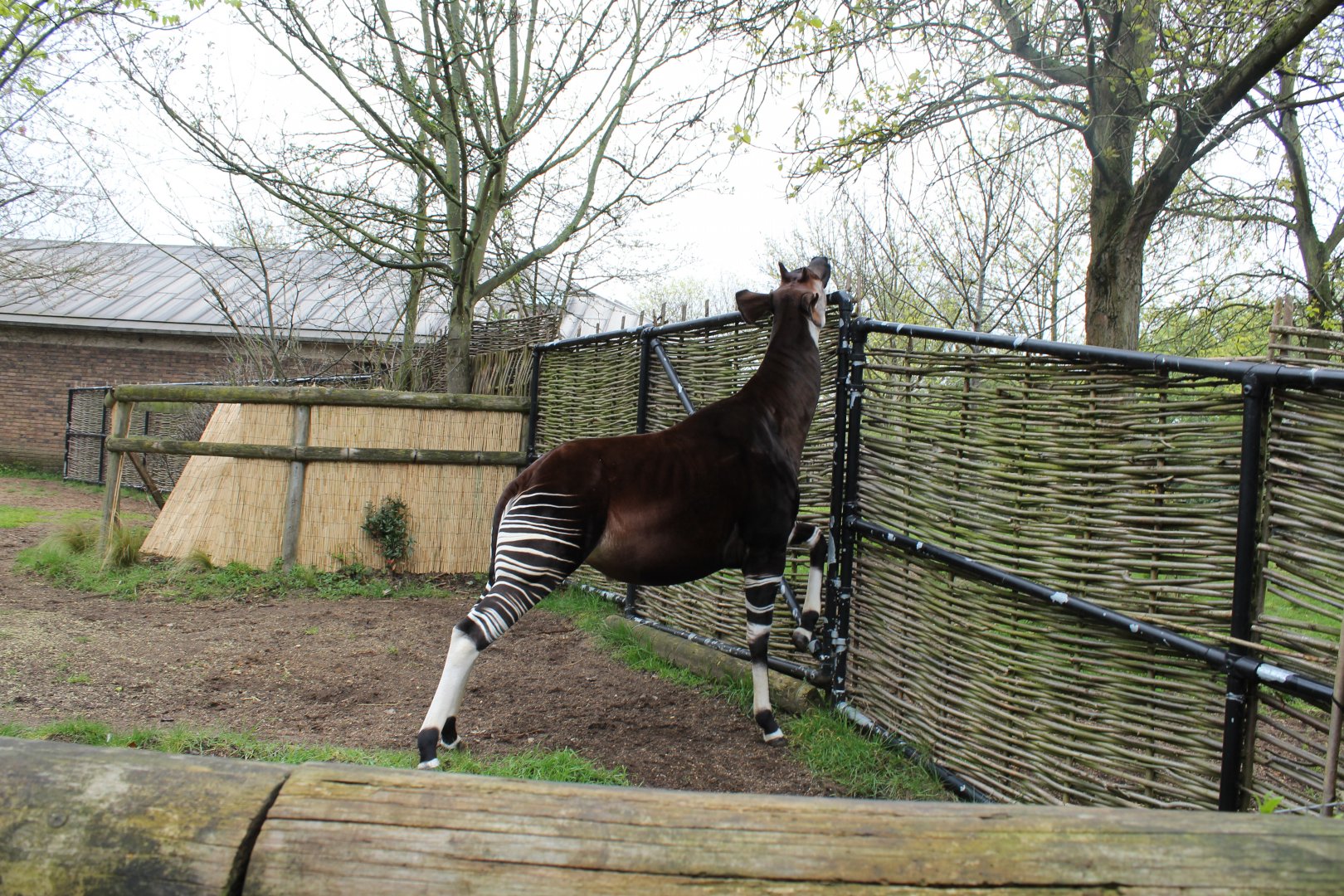 Okapi