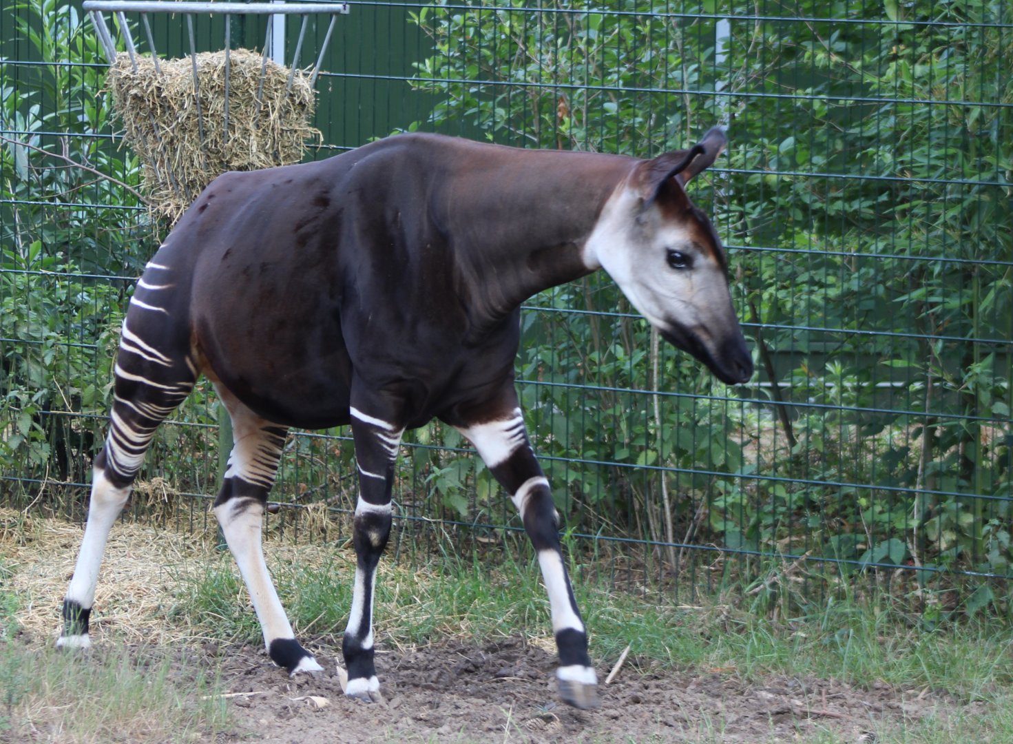 Okapi
