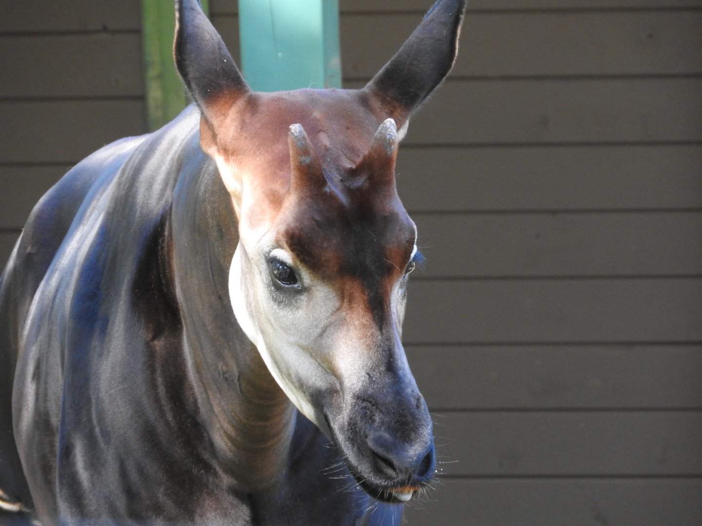Okapi