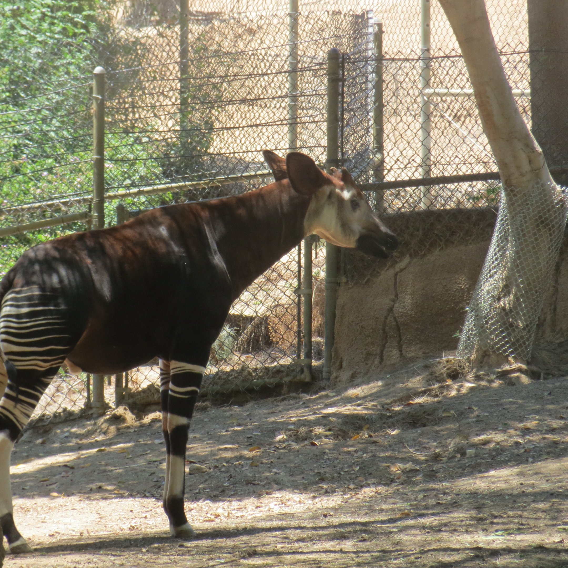 Okapi