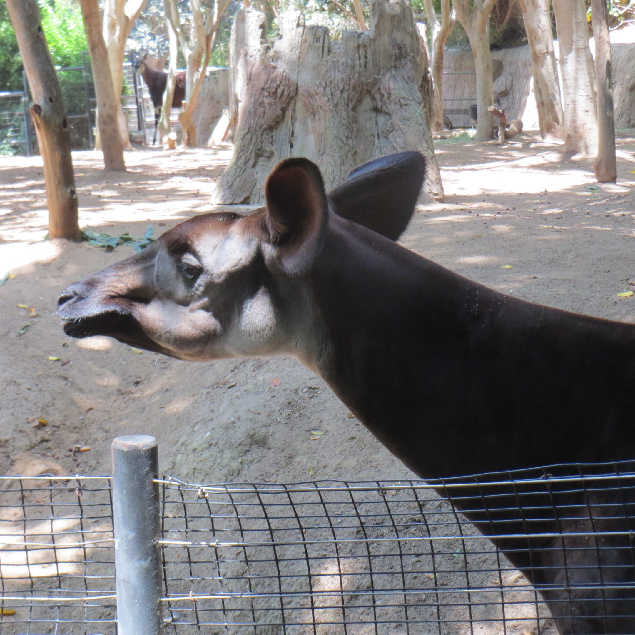 Okapi