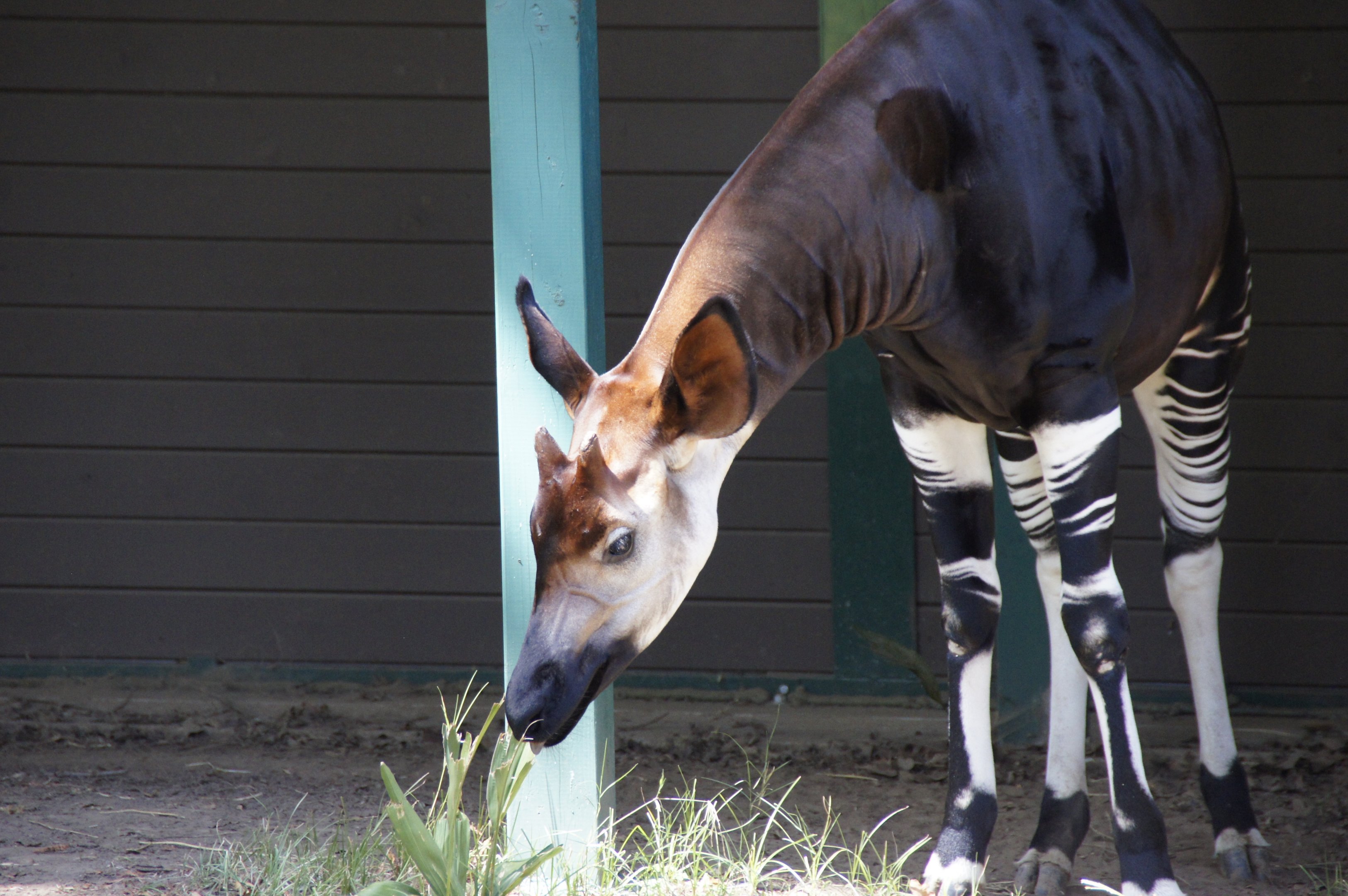 Okapi