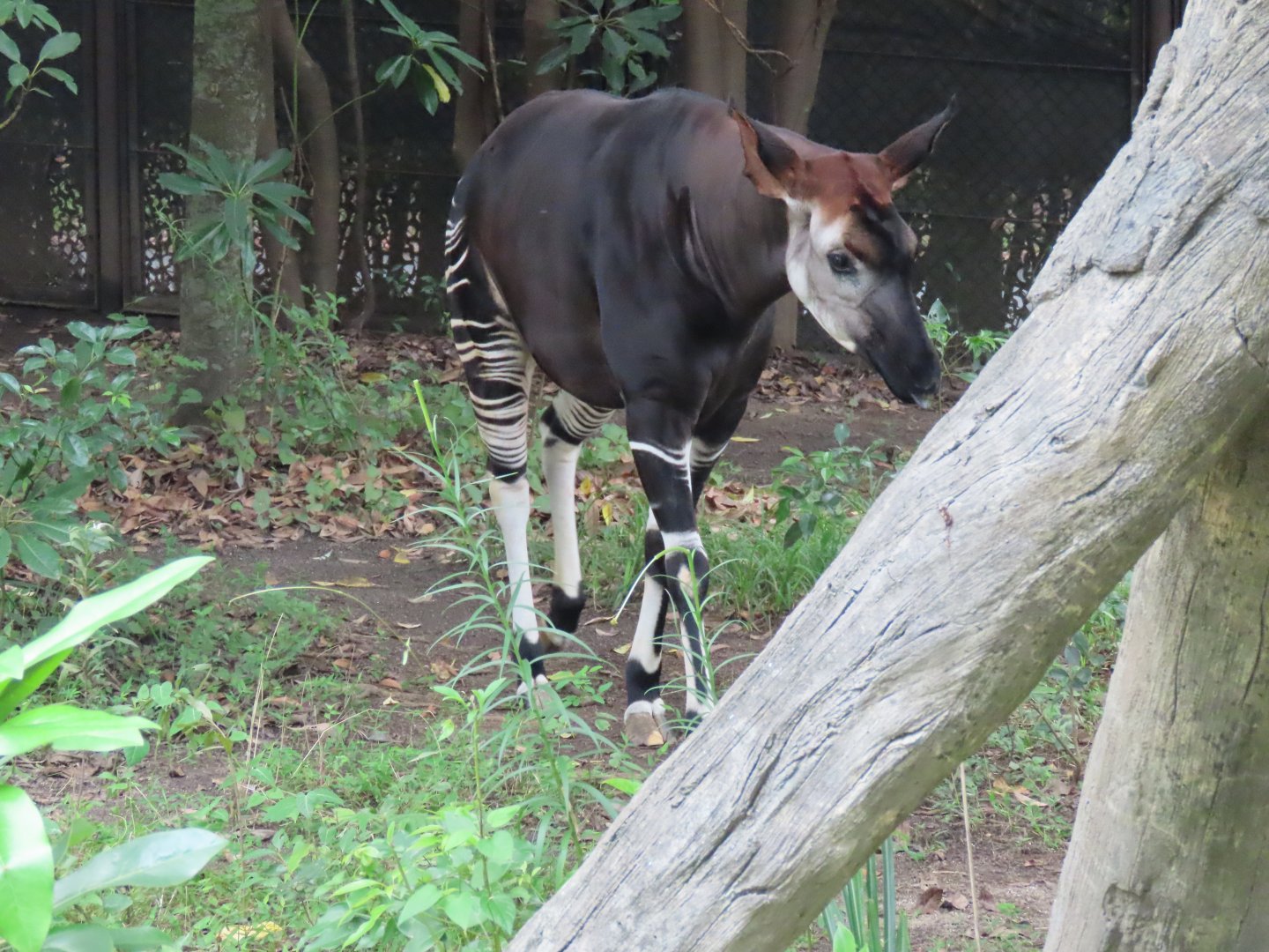 Okapi