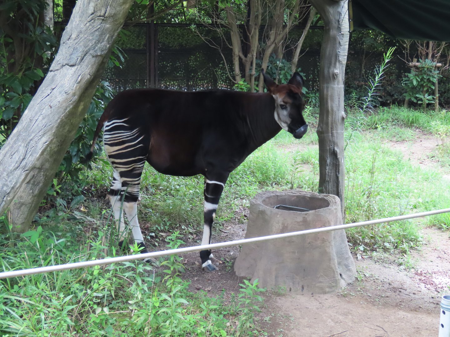 Okapi