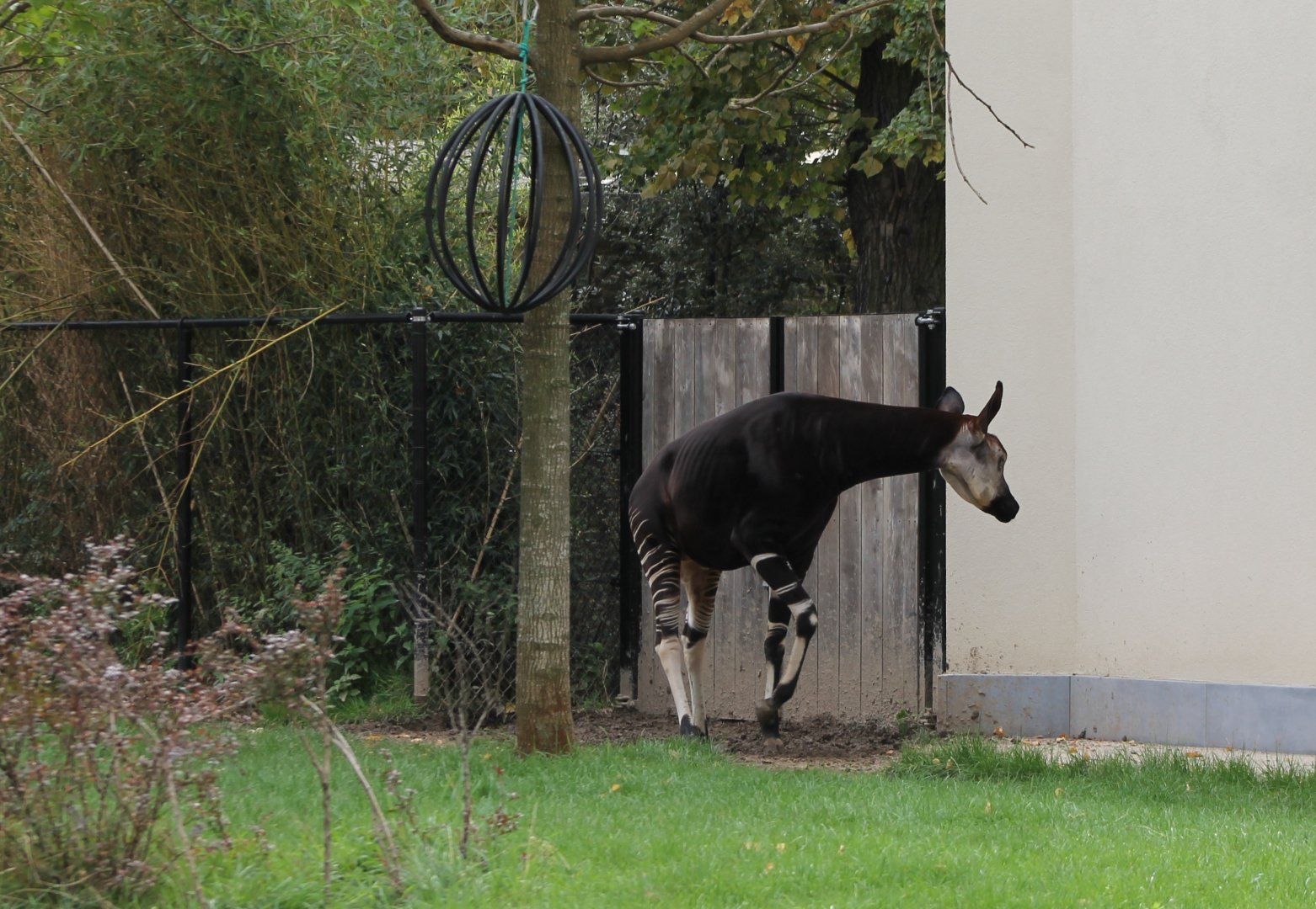 Okapi