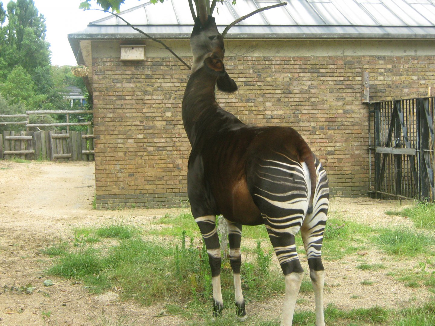 Okapi