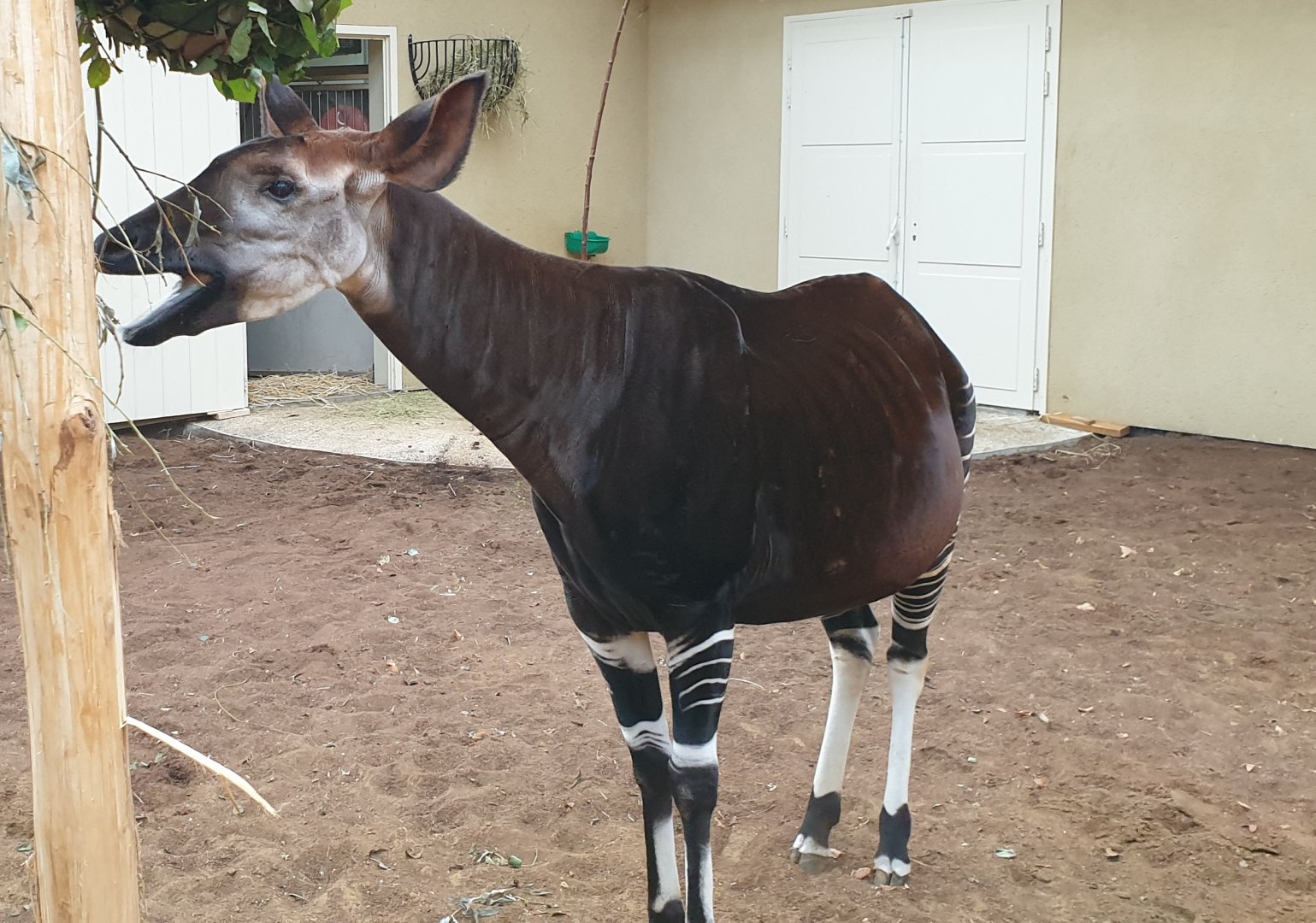 Okapi