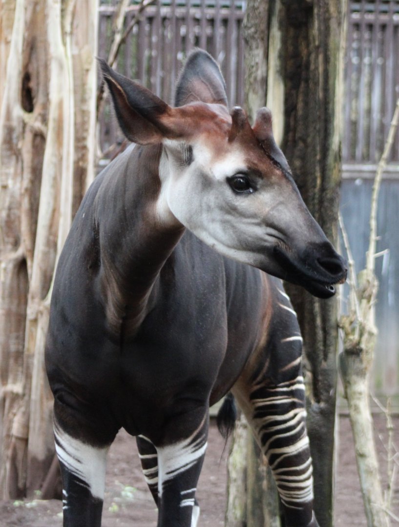 Okapi
