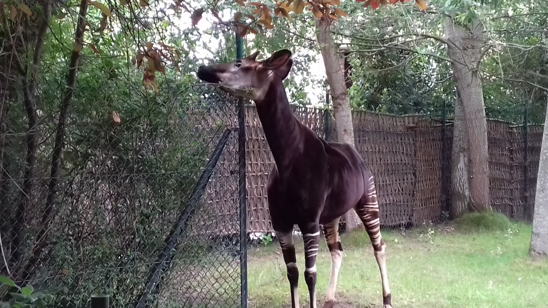 Okapi