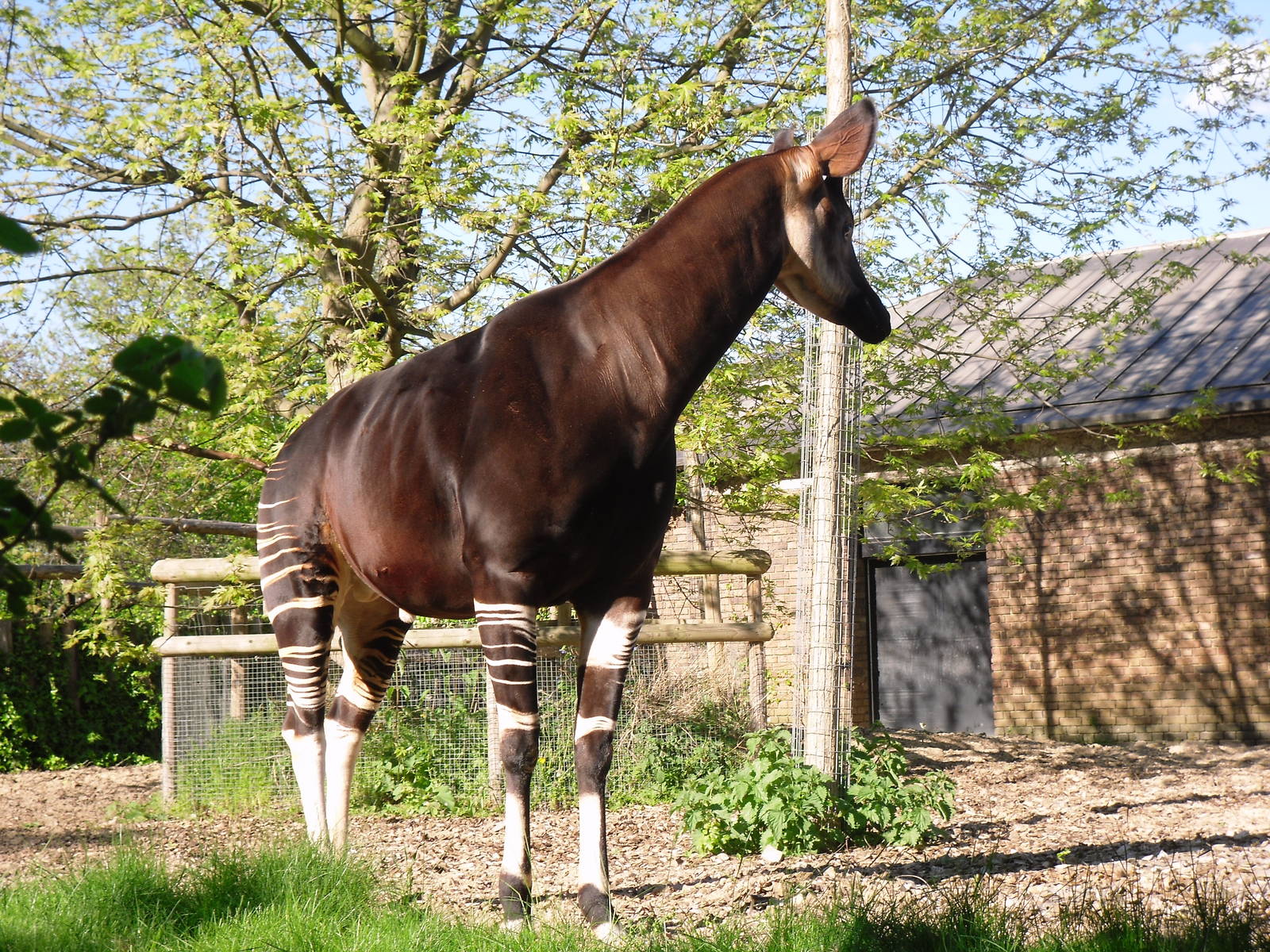 Okapi