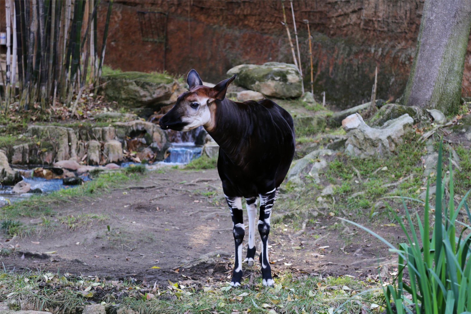 Okapi