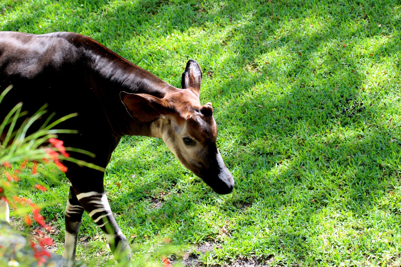 Okapi