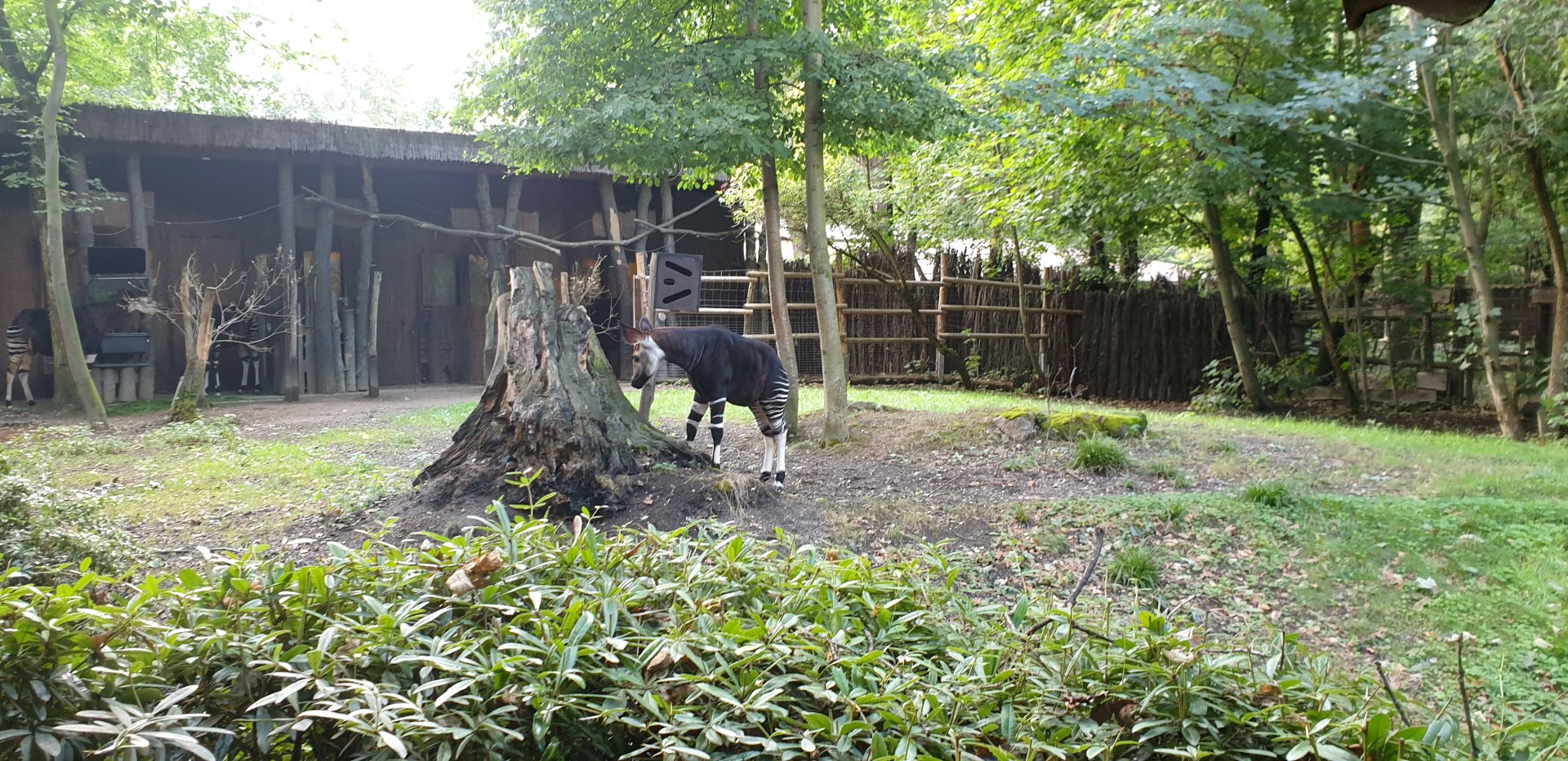 Okapi