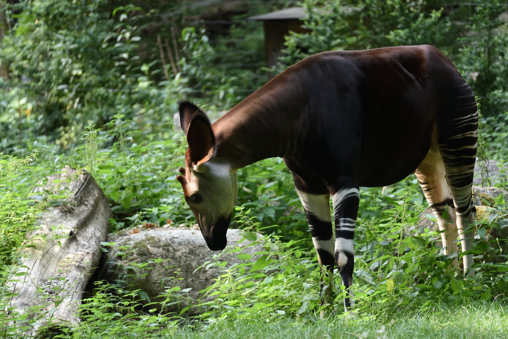 Okapi