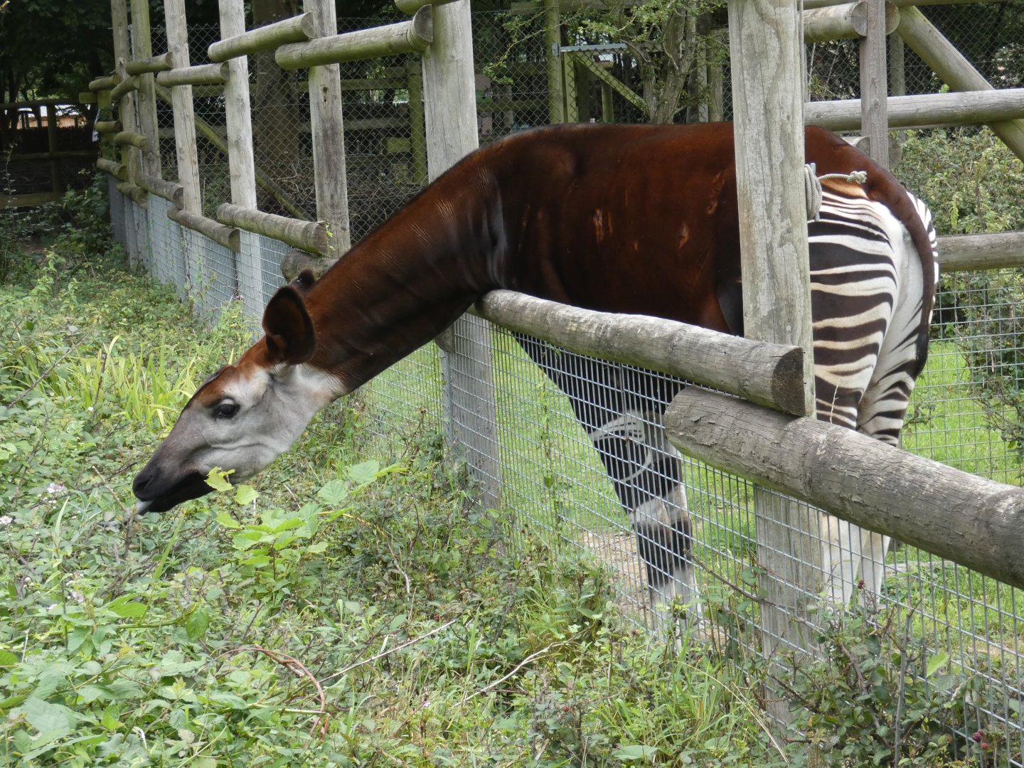 Okapi