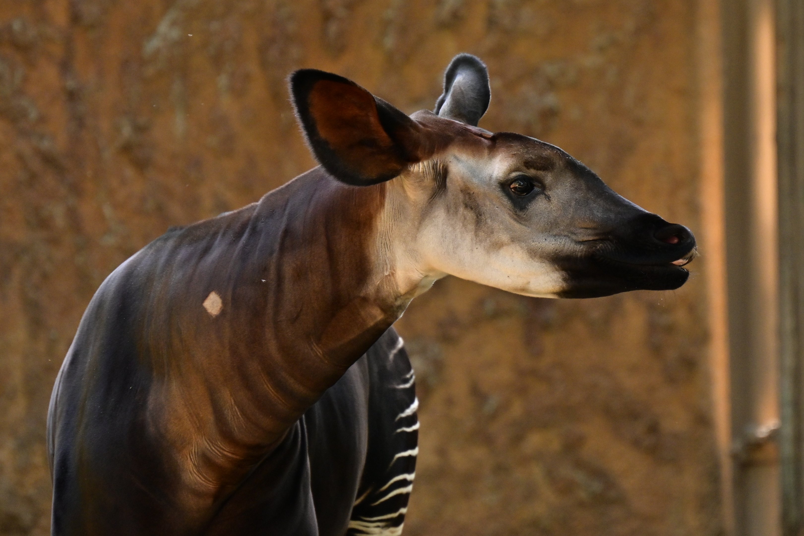 Okapi