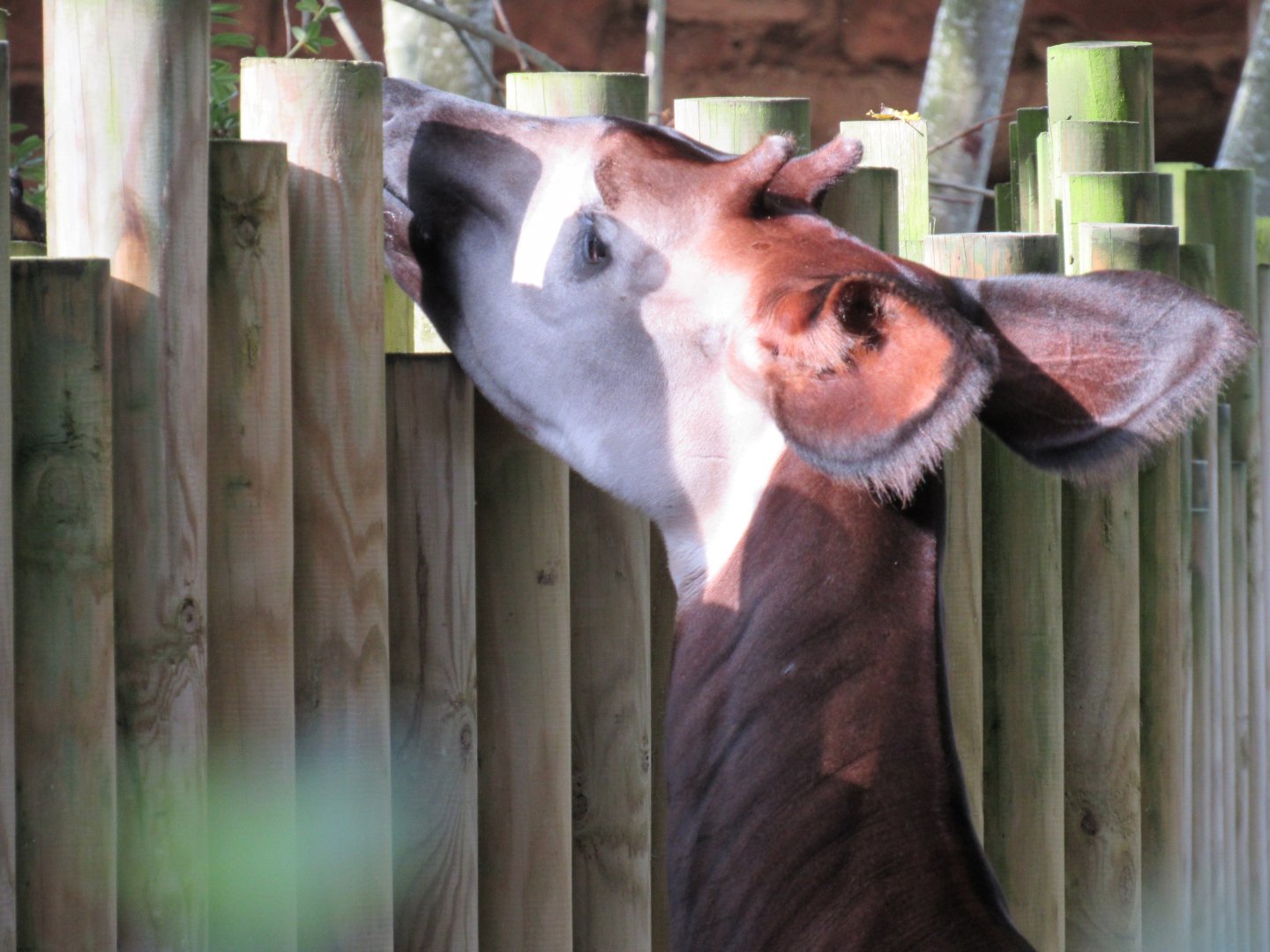 Okapi