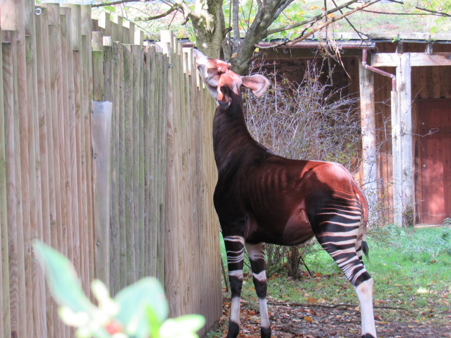 Okapi