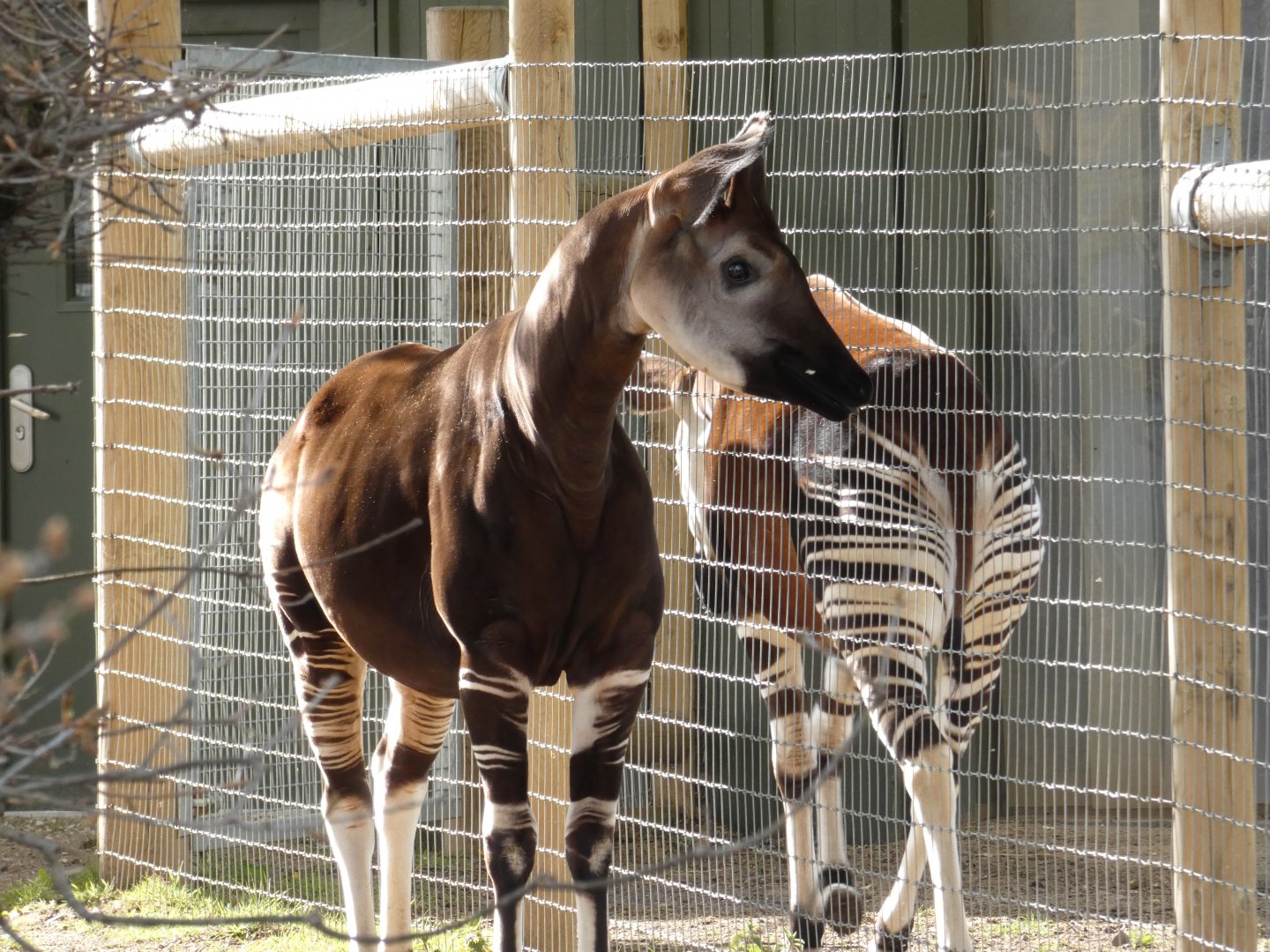 Okapi